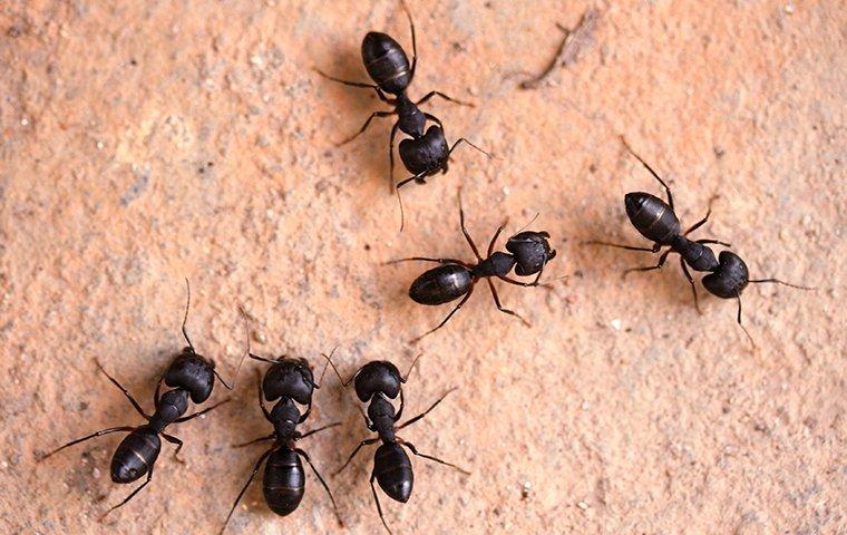 a group of carpenter ants