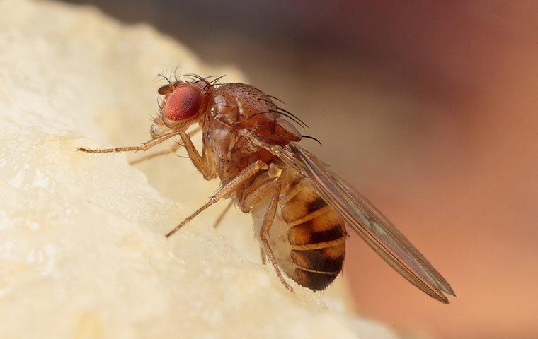 https://www.pestmaster.com/images/library/fruit-fly-id.jpg