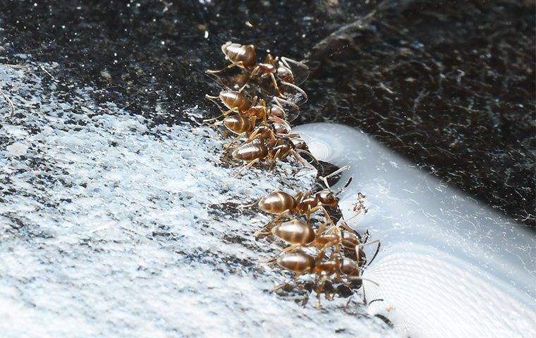a group of odorous house ant