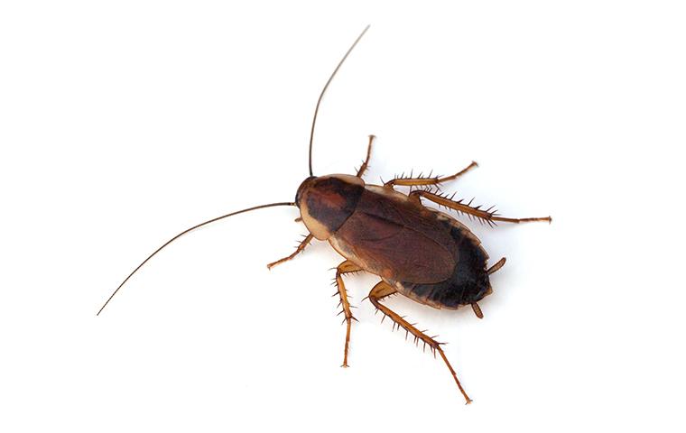 Pennsylvania Wood Cockroach Id