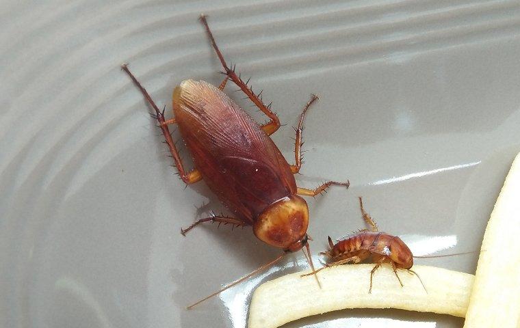 cockroaches in house eating food 