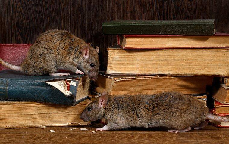 Rodent infestation of rats chewing on books