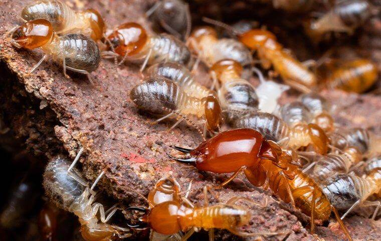 Large group of termites on wood