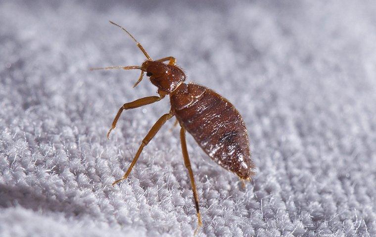 Bed bug on bed sheet