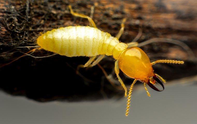 yellow termite on wood