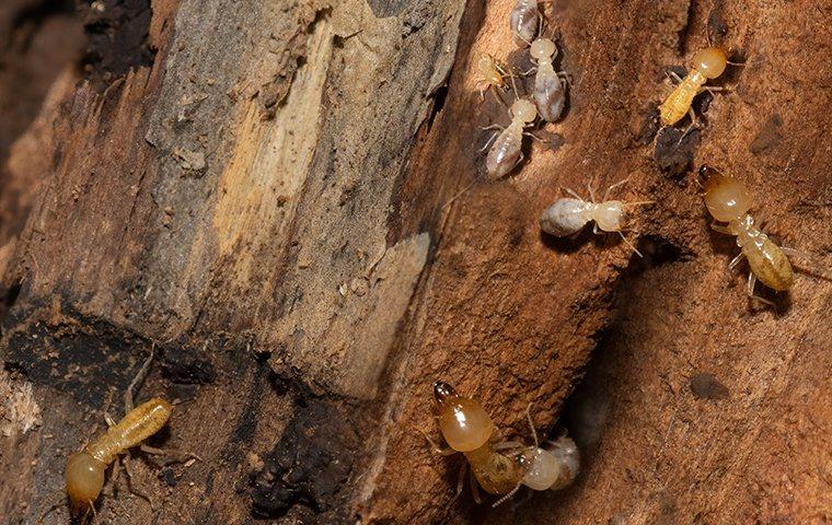bunch-of-termites