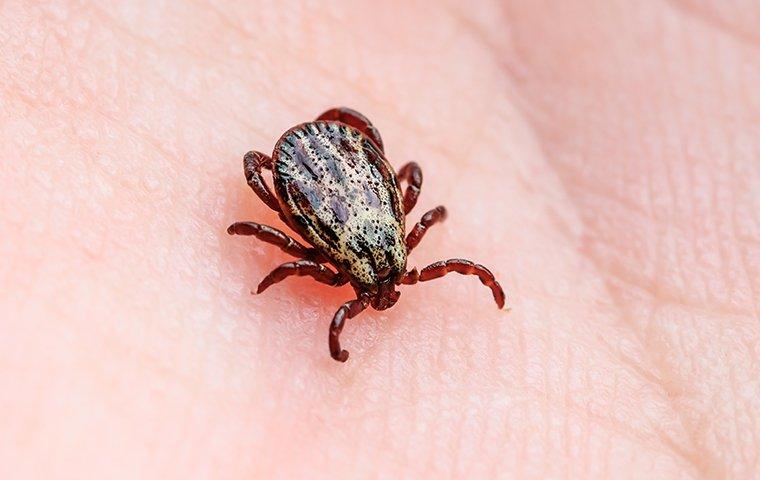 Dog tick in a man's hand