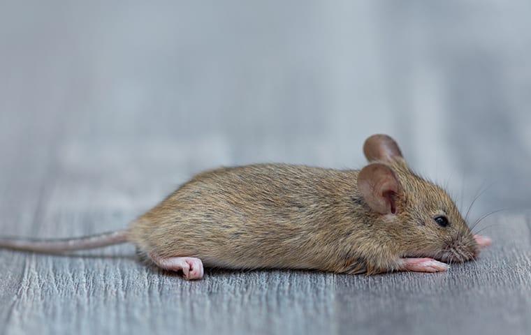 house mouse on carpet