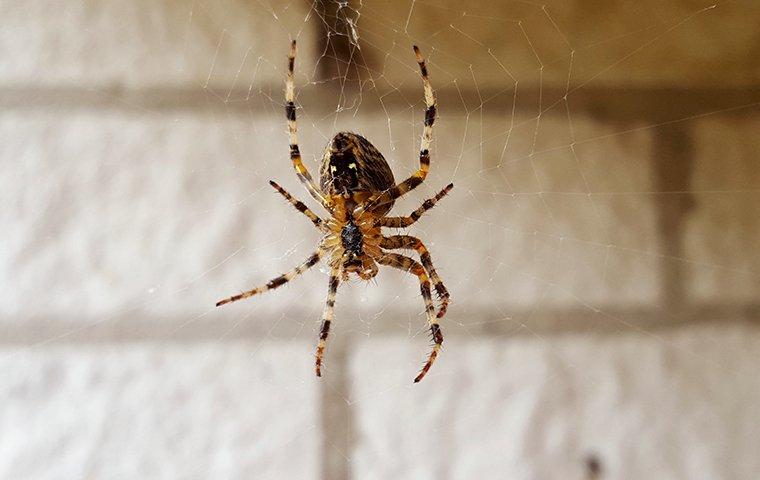 house spider hanging from a web