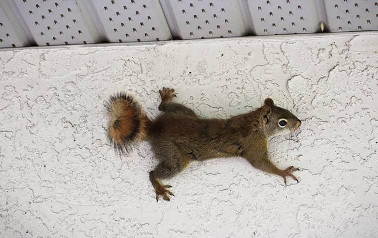 a squirrel climbing a wall