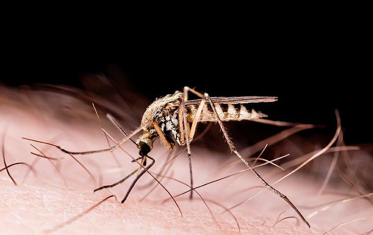 Mosquito Biting