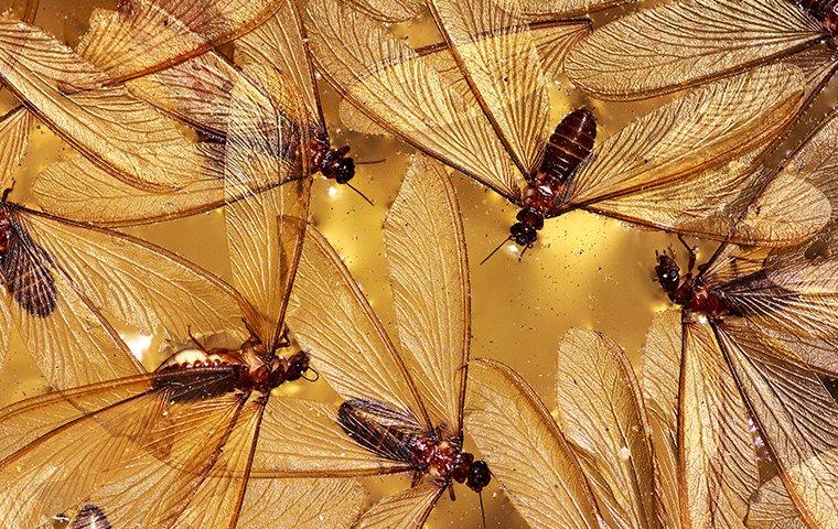 termite swarmers flying