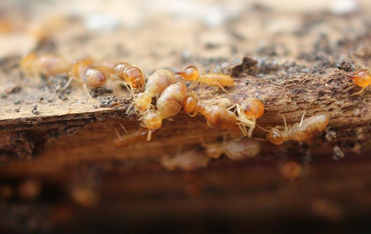 termites-destroying-wood-in-a-house (1)
