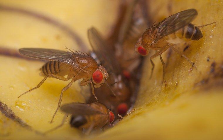 fruit flies on food