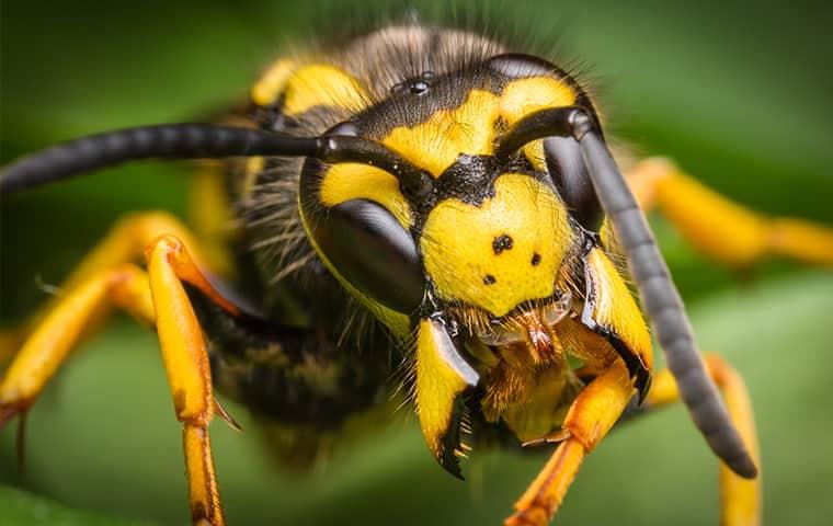 yellow-jacket-wasp