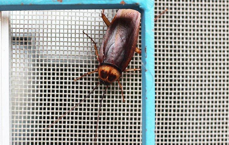 cockroach on a window screen