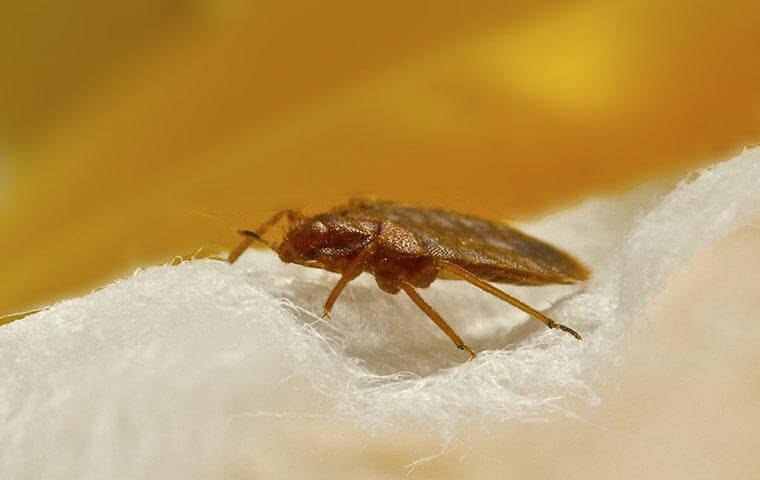 bed bug crawling on bedding