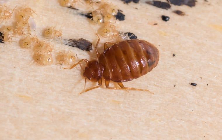 bed bug on the headboard of a bed