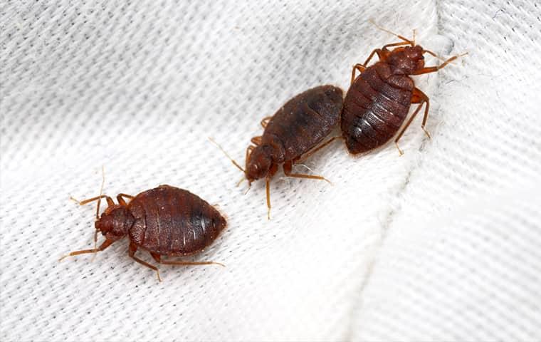 three bed bugs on a bed