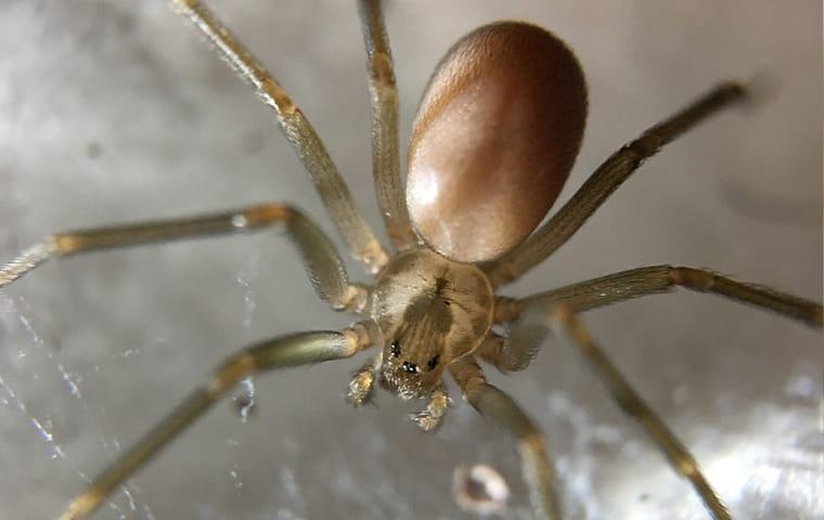 brown recluse spider in web
