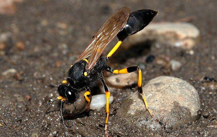 wasp crawling on soil