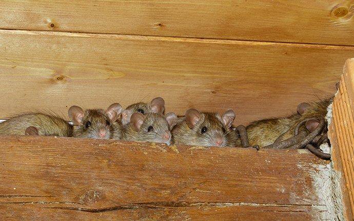Roof rat family in rafters