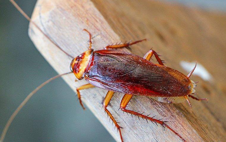 an american cockroach crawling on a board