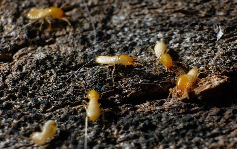 termites crawling on rotten wood